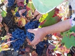 Los bodegueros están teniendo problemas para poder acoger tantos kilos de uva al mismo tiempo.