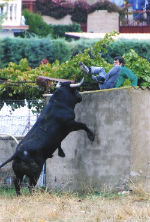 La Peña El Quite de Yunquera falla este sábado los premios del X Concurso de Fotografía Taurina