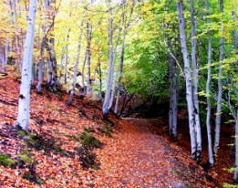 El Hayedo muestra unas imágenes increíbles sobre todo en otoño