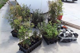 Plantación de especies autóctonas éste sábado en Villaviciosa de Tajuña