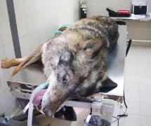 Operado con éxito uno de los ejemplares de lobo ibérico que se encuentra en el Parque Cinegético de El Hosquillo
