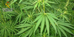 La Guardia Civil detiene a una persona en Valderrebollo por cultivo de marihuana