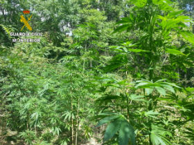 La Guardia Civil imputa a una persona por cultivo de marihuana en Tendilla 