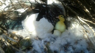 El ‘parque de los patos’ de Alovera amplía la familia con el nacimiento de tres patitos