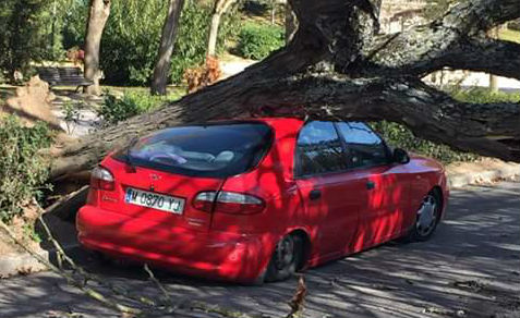 Un coche, aplastado por un árbol en el Paseo de San Roque de Guadalajara
