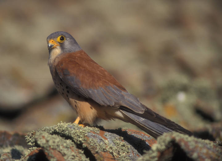 Quer se prepara para el retorno del cernícalo primilla