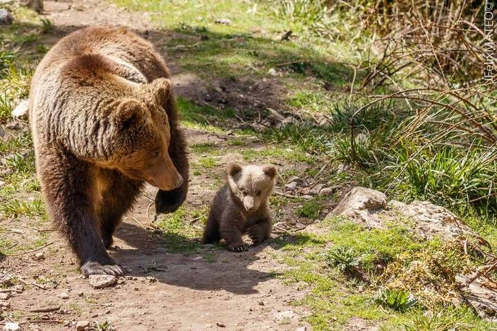 Crece el número de osos en el Parque Cinegético de El Hosquillo tras el nacimiento de una nueva cría, hija de Ginebra y Musgo