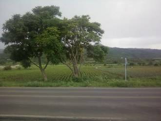 La Consejería de Fomento recuerda que el mantenimiento de las carreteras conlleva la tala de arbolado que pueda ocasionar peligro para los conductores