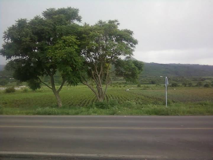 La Consejería de Fomento recuerda que el mantenimiento de las carreteras conlleva la tala de arbolado que pueda ocasionar peligro para los conductores