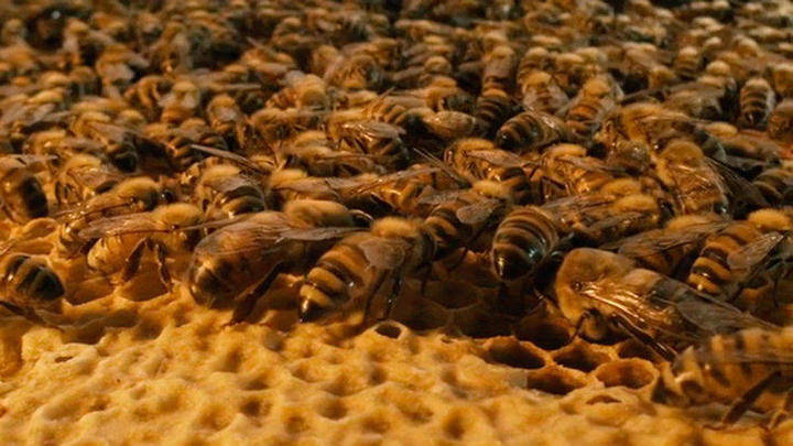 Se ponen en marcha las primeras rutas de turismo apícola en Guadalajara