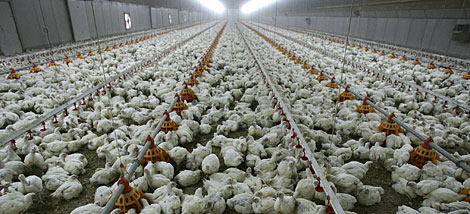 Herido grave un empleado de una granja de pollos en Fuentelahiguera