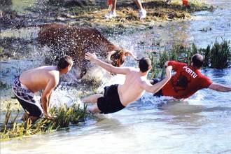 Las Vacas por el Tajo, evento estrella de la Feria Chica de Trillo
