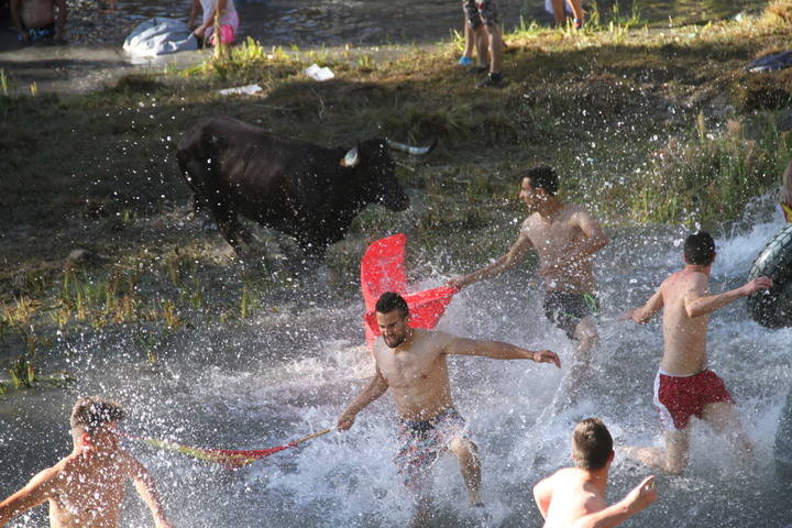 14.000 aficionados llenan Trillo en la vigésima edición de las Vacas por el Tajo
