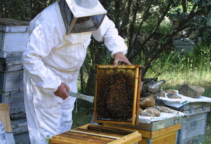 Mohernando acogerá el II Encuentro Nacional de Apicultores 2015