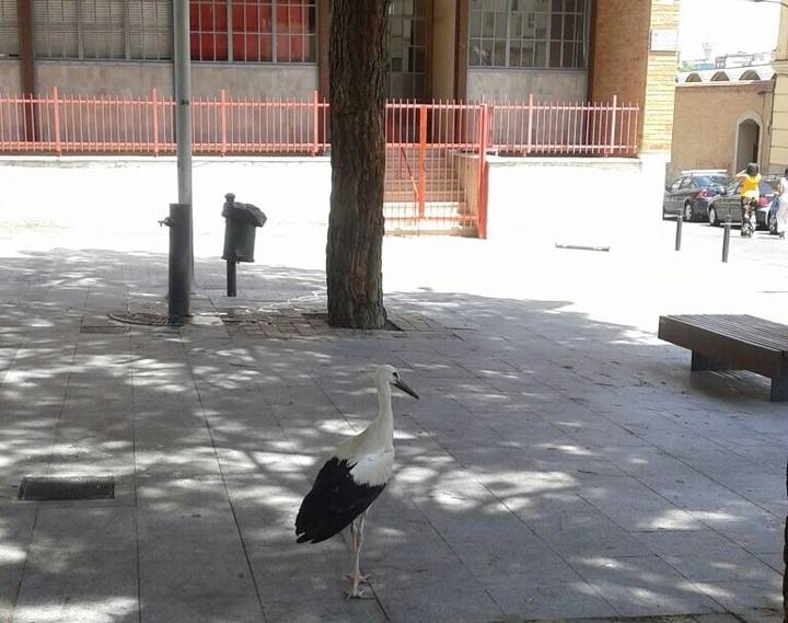 Una majestuosa cigüeña se pasea por la plaza de Fernando Beladíez de Guadalajara
