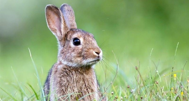 El Gobierno regional debe actuar “con urgencia” contra la plaga de conejos, según Asaja