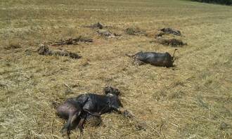 Más de 20 animales muertos aparecen en el río que abastece a Mirabueno