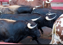 Un corredor de Guadalajara hospitalizado en el último encierro de los Miura en los Sanfermines