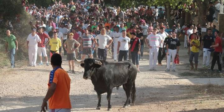 El toro de 600 kilos que se escapó en el Encierro de Brihuega ya ha sido abatido