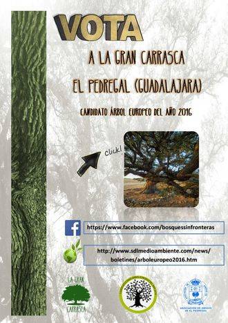 El Pedregal quiere que su Gran Carrasca sea el Árbol Europeo del año 2016