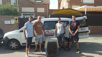 Quer salva un ejemplar de buitre negro que apareció en las inmediaciones de la urbanización Los Enebros