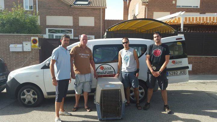 Quer salva un ejemplar de buitre negro que apareció en las inmediaciones de la urbanización Los Enebros