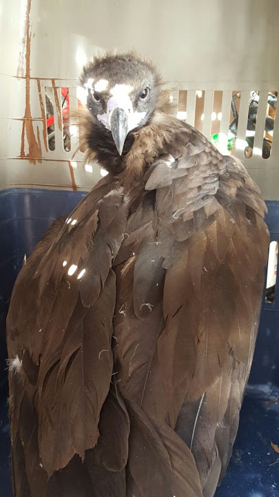 Quer salva un ejemplar de buitre negro que apareció en las inmediaciones de la urbanización Los Enebros