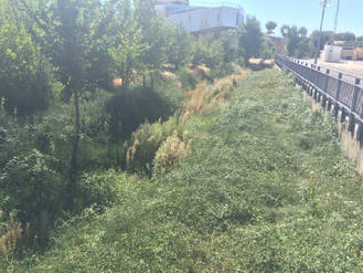 Cabanillas pide a la Confederación Hidrográfica del Tajo que limpie su arroyo