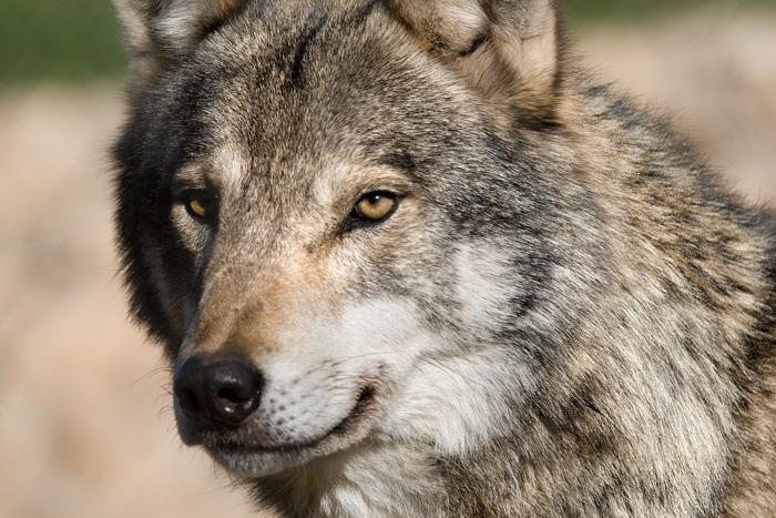 Los ecologistas quieren protección para los lobos de la Sierra Norte