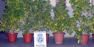 Un joven ‘pillado’ con plantas de marihuana en su terraza, cerca de un colegio