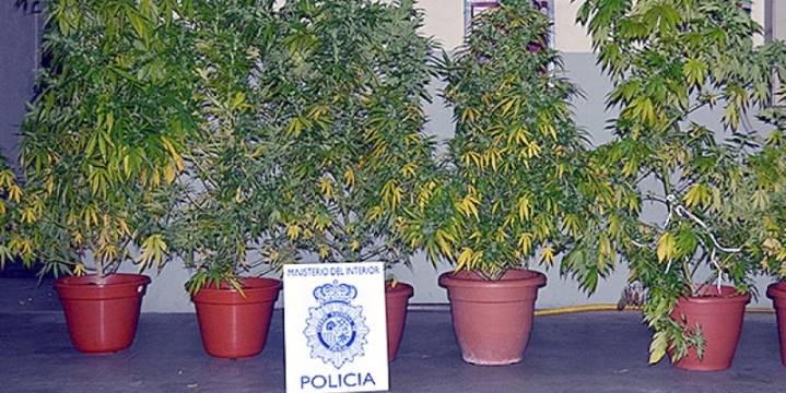 Un joven ‘pillado’ con plantas de marihuana en su terraza, cerca de un colegio