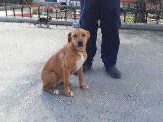 Ecologistas en Acción desconfía de la perrera de la Mancomunidad Vega del Henares