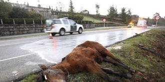Guadalajara, líder nacional en accidentes de tráfico por culpa de animales