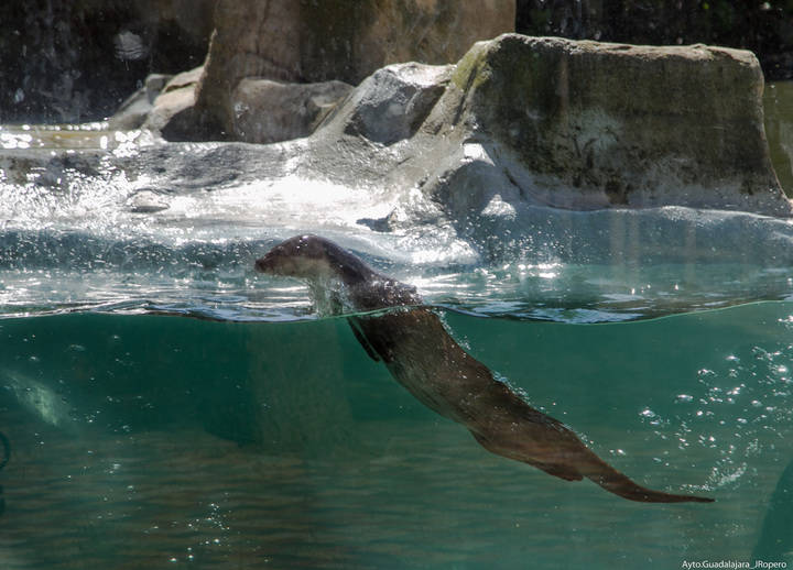 Cerca de 10.000 escolares han visitado el Zoo de Guadalajara en lo que va de año