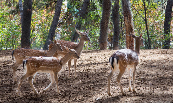 Cerca de 10.000 escolares han visitado el Zoo de Guadalajara en lo que va de año