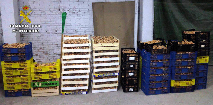 Nueva operación de la Guardia Civil contra los que venden níscalos sin autorización