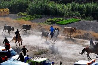 Rotundo éxito del multitudinario encierro de octubre en Illana
