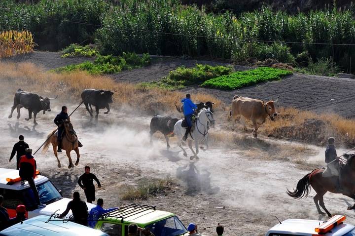 Rotundo éxito del multitudinario encierro de octubre en Illana