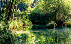 Responsabilizan a Page de la tala indiscriminada de cientos de árboles en el Parque Natural del Río Dulce