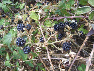 Comienza este viernes un 