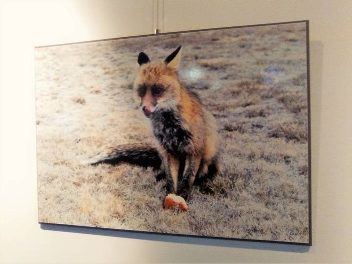 El mundo animal sin artificios en la Sala de Exposiciones del Centro Cultural de Valdeluz