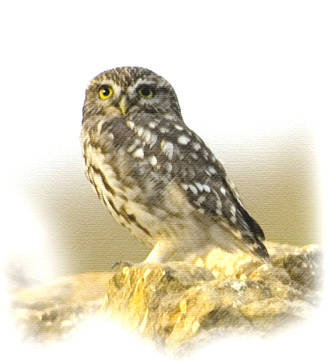 El Ayuntamiento trabaja en el establecimiento de una ruta ornitológica en la ZEPA de Quer