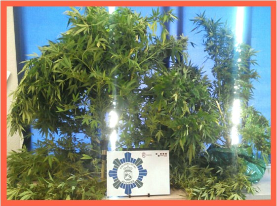 Un aloverano cultivaba plantas de marihuana que se veían desde la calle