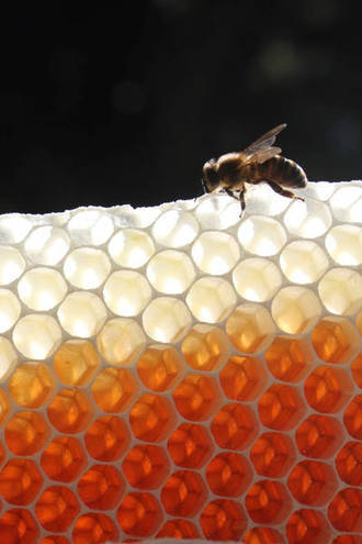 Fotógrafos de catorce países han enviado ya sus trabajos al concurso apícola de Azuqueca