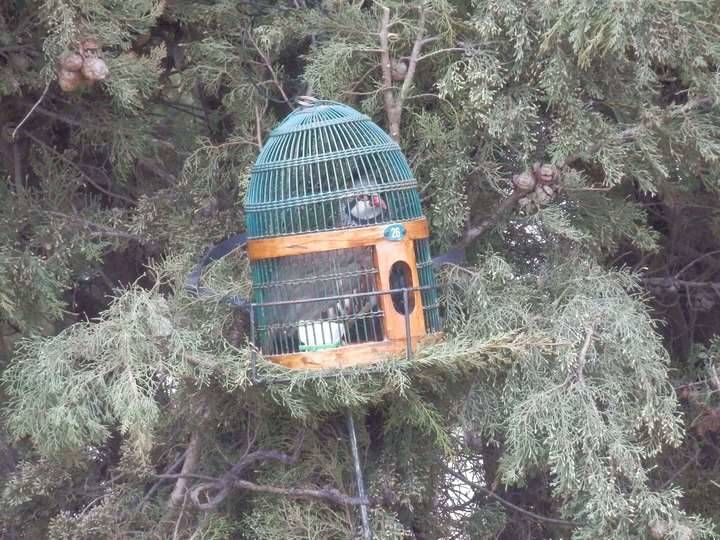 El albaceteño José Pérez Valero, campeón autonómico de perdiz con reclamo