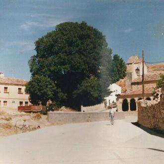 Una nueva olma, resistente a la grafiosis, volverá a dar sombra a la plaza de Yela desde el próximo 25 de marzo