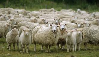 Detienen a los presuntos autores del robo de una treintena de ovejas en Fuentenovilla