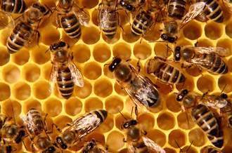 “Año catastrófico”, es lo que auguran para las abejas de la provincia de Guadalajara