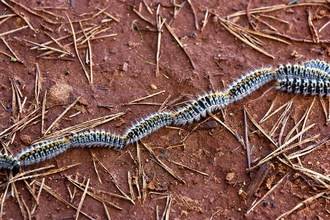 Cabanillas se pone seria ante la procesionaria