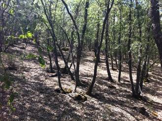 Los vecinos de Yebes y Valdeluz están invitados este domingo a plantar 50 encinas en Valdenazar